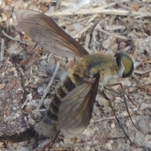 Comptosia sp. (genus) at Conder, ACT - 27 Feb 2017