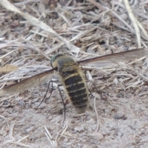 Comptosia sp. (genus) at Conder, ACT - 27 Feb 2017