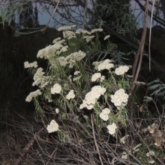 Cassinia longifolia (Shiny Cassinia, Cauliflower Bush) at Greenway, ACT - 22 Feb 2017 by MichaelBedingfield