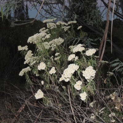 Cassinia longifolia (Shiny Cassinia, Cauliflower Bush) at Pine Island to Point Hut - 22 Feb 2017 by michaelb