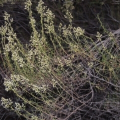 Cassinia quinquefaria (Rosemary Cassinia) at Greenway, ACT - 22 Feb 2017 by michaelb