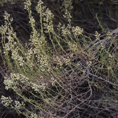 Cassinia quinquefaria (Rosemary Cassinia) at Greenway, ACT - 22 Feb 2017 by michaelb