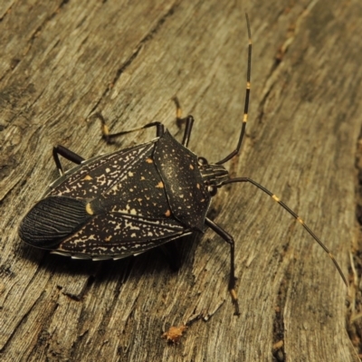 Poecilometis patruelis (Gum Tree Shield Bug) at Pine Island to Point Hut - 22 Feb 2017 by michaelb