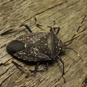 Poecilometis patruelis at Greenway, ACT - 22 Feb 2017 11:46 PM