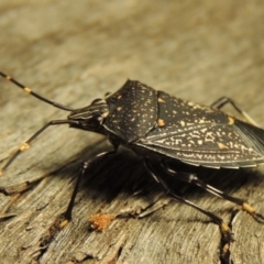 Poecilometis patruelis at Greenway, ACT - 22 Feb 2017