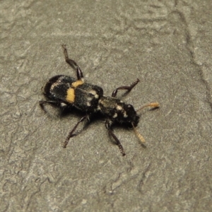 Eleale pulchra at Greenway, ACT - 22 Feb 2017 11:52 PM