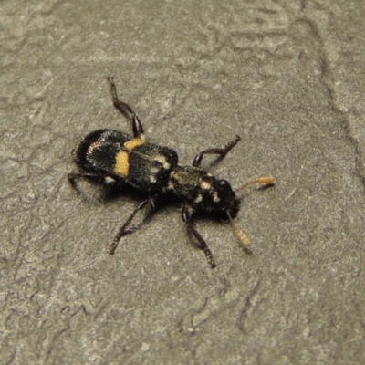 Eleale pulchra (Clerid beetle) at Greenway, ACT - 22 Feb 2017 by michaelb