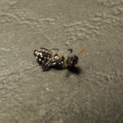 Eleale pulchra at Greenway, ACT - 22 Feb 2017 11:52 PM