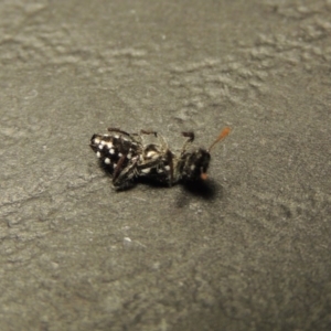 Eleale pulchra at Greenway, ACT - 22 Feb 2017