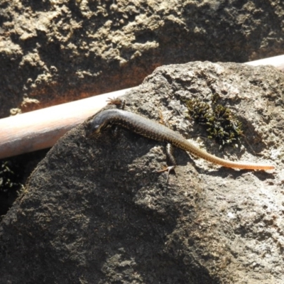 Eulamprus heatwolei (Yellow-bellied Water Skink) at Paddys River, ACT - 20 Feb 2017 by Qwerty