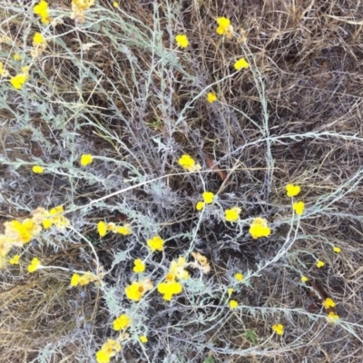Chrysocephalum semipapposum (Clustered Everlasting) at Red Hill to Yarralumla Creek - 27 Feb 2017 by ruthkerruish