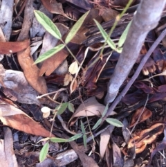 Grona varians (Slender Tick-Trefoil) at Hughes Garran Woodland - 28 Feb 2017 by ruthkerruish