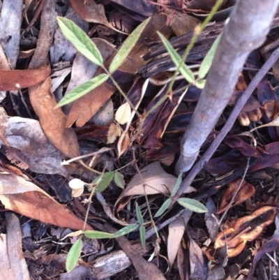 Grona varians (Slender Tick-Trefoil) at Hughes Garran Woodland - 28 Feb 2017 by ruthkerruish