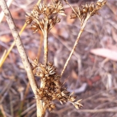 Juncus filicaulis (Thread Rush) at Hughes Garran Woodland - 28 Feb 2017 by ruthkerruish