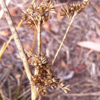 Juncus filicaulis (Thread Rush) at Hughes Garran Woodland - 28 Feb 2017 by ruthkerruish