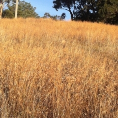 Themeda triandra (Kangaroo Grass) at Red Hill to Yarralumla Creek - 28 Feb 2017 by ruthkerruish