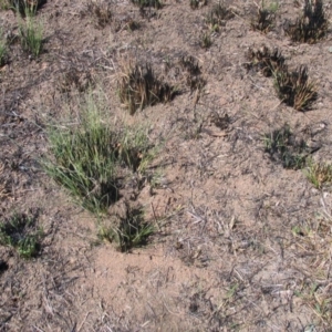 Themeda triandra at Garran, ACT - 1 Mar 2017 08:33 AM