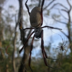 Trichonephila edulis (Golden orb weaver) at Mount Majura - 27 Feb 2017 by waltraud