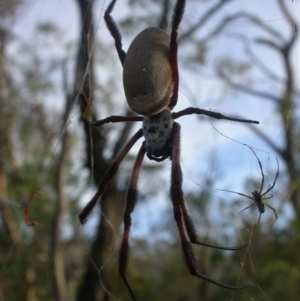 Trichonephila edulis at Majura, ACT - 27 Feb 2017