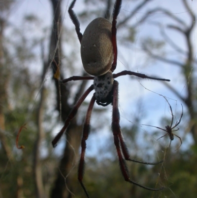 Trichonephila edulis (Golden orb weaver) at Majura, ACT - 27 Feb 2017 by waltraud