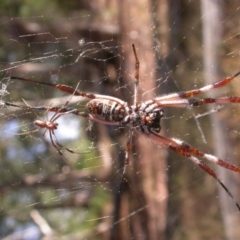 Trichonephila edulis (Golden orb weaver) at GG87 - 16 Feb 2017 by waltraud