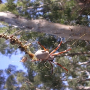 Trichonephila edulis at Hackett, ACT - 17 Feb 2017