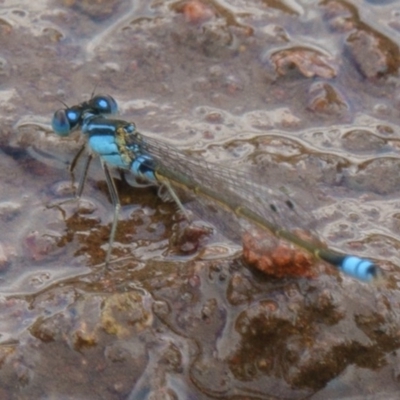 Ischnura heterosticta (Common Bluetail Damselfly) at Goorooyarroo NR (ACT) - 1 Mar 2017 by CedricBear