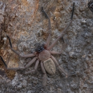 Delena cancerides at Goorooyarroo NR (ACT) - 1 Mar 2017