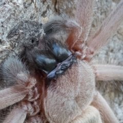 Delena cancerides at Goorooyarroo NR (ACT) - 1 Mar 2017