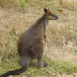 Wallabia bicolor at Goorooyarroo NR (ACT) - 1 Mar 2017