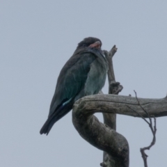 Eurystomus orientalis (Dollarbird) at Goorooyarroo NR (ACT) - 1 Mar 2017 by CedricBear