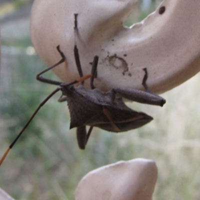 Mictis profana (Crusader Bug) at Ngunnawal, ACT - 1 Mar 2015 by GeoffRobertson