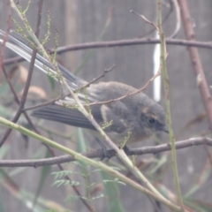 Rhipidura albiscapa (Grey Fantail) at Ngunnawal, ACT - 26 Feb 2017 by GeoffRobertson