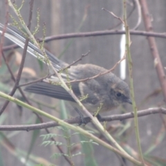 Rhipidura albiscapa (Grey Fantail) at Ngunnawal, ACT - 25 Feb 2017 by GeoffRobertson