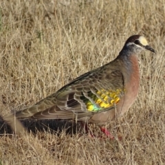 Phaps chalcoptera (Common Bronzewing) at Garran, ACT - 30 Jan 2017 by roymcd