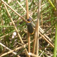 Chauliognathus lugubris (Plague Soldier Beetle) at Isaacs Ridge and Nearby - 26 Feb 2017 by Mike