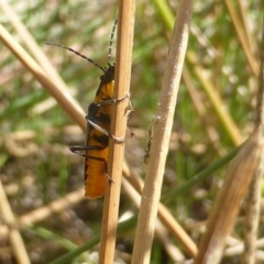 Chauliognathus lugubris at Jerrabomberra, ACT - 26 Feb 2017