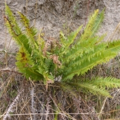 Blechnum nudum (Fishbone Water Fern) at Farrer Ridge - 25 Feb 2017 by Mike