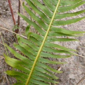 Blechnum nudum at Farrer Ridge - 25 Feb 2017