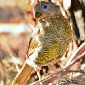 Ptilonorhynchus violaceus at Fadden, ACT - 1 Mar 2017