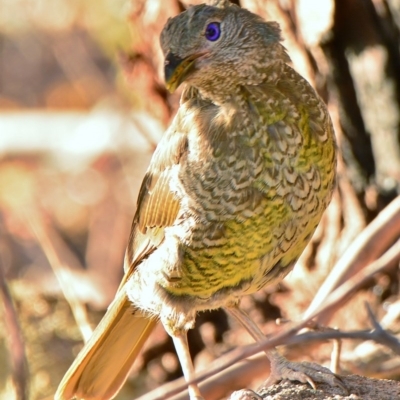 Ptilonorhynchus violaceus (Satin Bowerbird) at Wanniassa Hill - 1 Mar 2017 by Jek