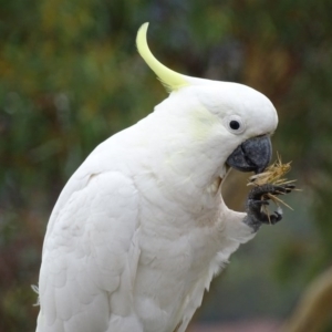 Cacatua galerita at Garran, ACT - 27 Jan 2017 08:17 AM