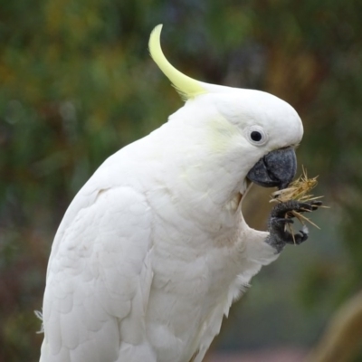 Cacatua galerita (Sulphur-crested Cockatoo) at Garran, ACT - 27 Jan 2017 by roymcd