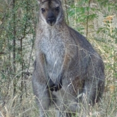 Notamacropus rufogriseus (Red-necked Wallaby) at Red Hill Nature Reserve - 29 Jan 2017 by roymcd