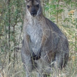 Notamacropus rufogriseus at Garran, ACT - 30 Jan 2017