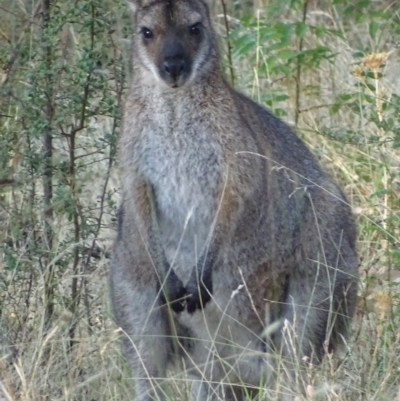 Notamacropus rufogriseus (Red-necked Wallaby) at Red Hill Nature Reserve - 29 Jan 2017 by roymcd