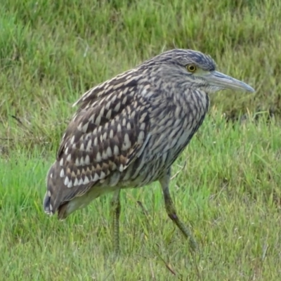 Nycticorax caledonicus (Nankeen Night-Heron) at Jerrabomberra Wetlands - 4 Feb 2017 by roymcd