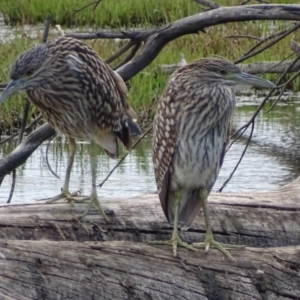 Nycticorax caledonicus at Fyshwick, ACT - 4 Feb 2017 05:34 PM