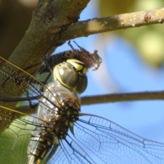 Anax papuensis (Australian Emperor) at Red Hill Nature Reserve - 15 Feb 2017 by roymcd