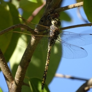 Anax papuensis at Red Hill, ACT - 15 Feb 2017 05:01 PM